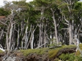 Battered trees. (Torres Del Paine)