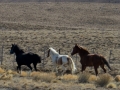 Patagonian horses.